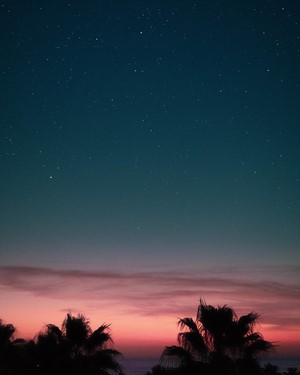 Night sky with stars over palm trees at sunset