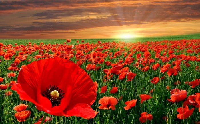 Field of red poppies at sunset