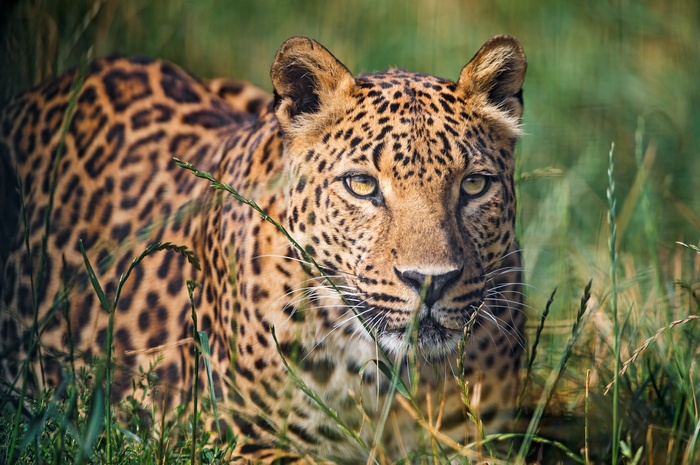 Leopard in tall grass