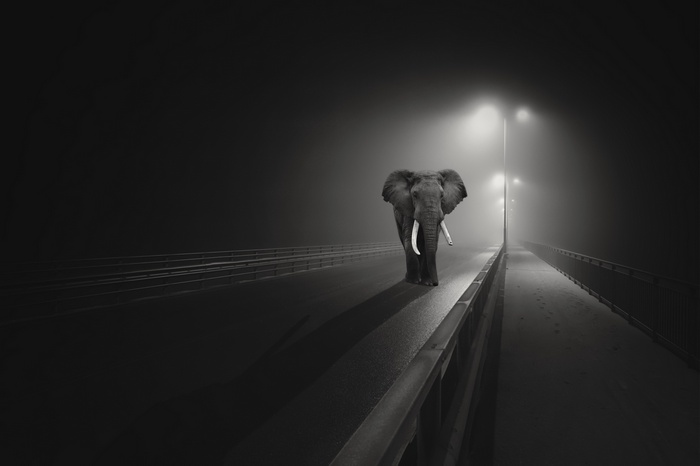 Elephant walking on a foggy bridge at night