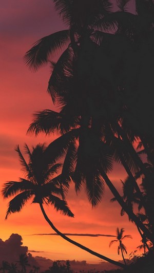 Palm trees silhouetted against a vibrant sunset sky