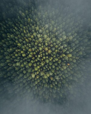 Aerial view of a dense forest shrouded in mist