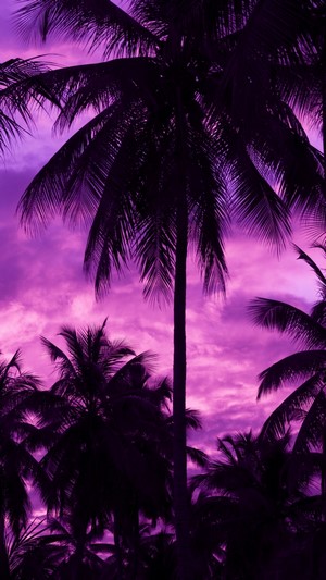 Palm trees silhouetted against a purple sky
