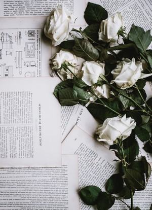 White roses on old book pages