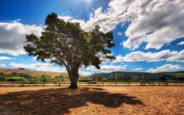 Lone tree in a dry field under a cloudy sky