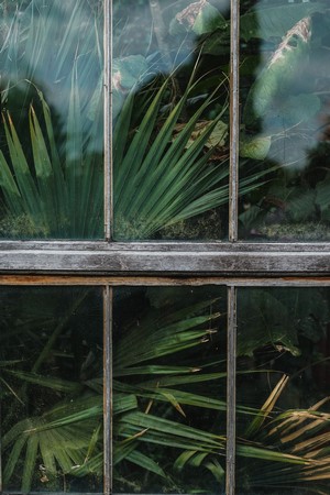 Green plants seen through a wooden window