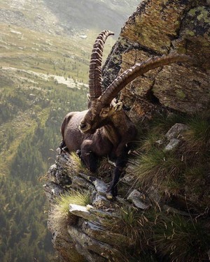 Ibex on a rocky mountain cliffside