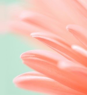 Close-up of pink flower petals