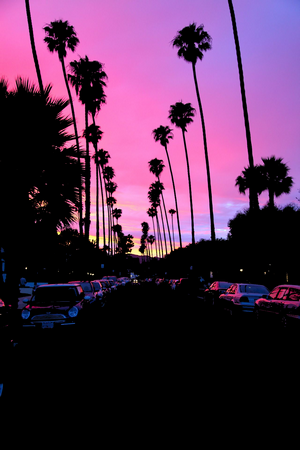 Palm trees lining a street at sunset