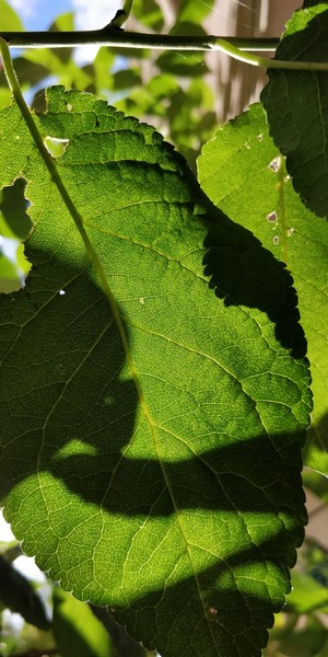 Close-up of green leaves with shadows