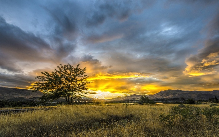 Sunset over a field with a lone tree and mountains