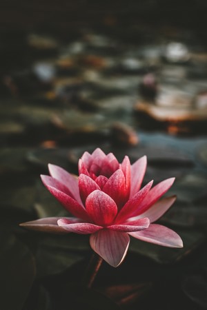 Pink water lily flower on dark water