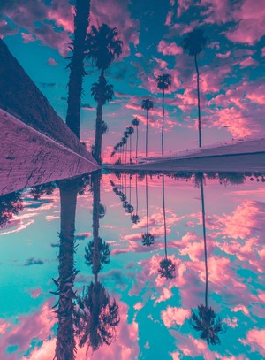 Palm trees reflected in water at sunset