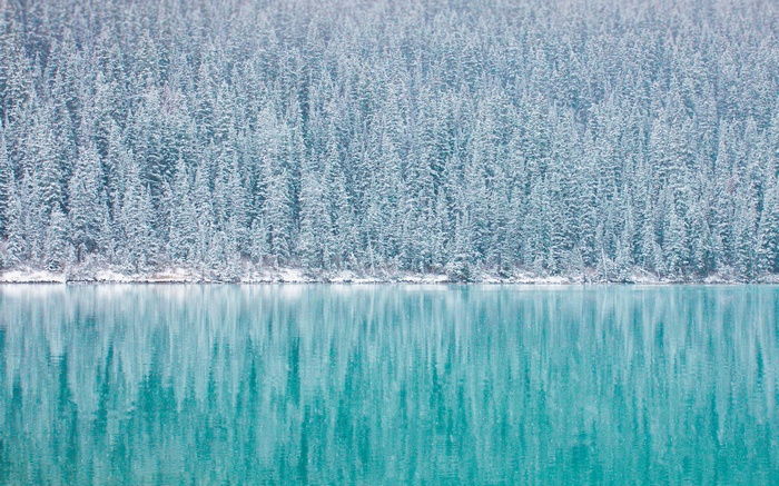 Winter Pine Forest and Turquoise Lake Reflections 4K