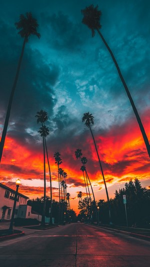 Palm trees line a street during a vibrant sunset