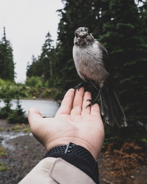 Bird perched on a person's hand in a forest