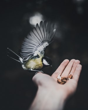 Bird landing on a hand with nuts