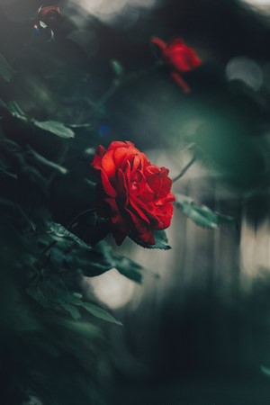 Red rose in dark garden
