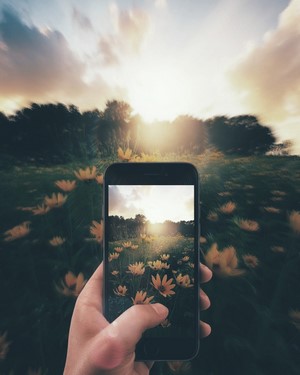 Person taking a photo of a field of flowers at sunset