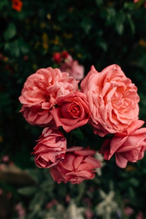 Pink roses in bloom with dark green foliage