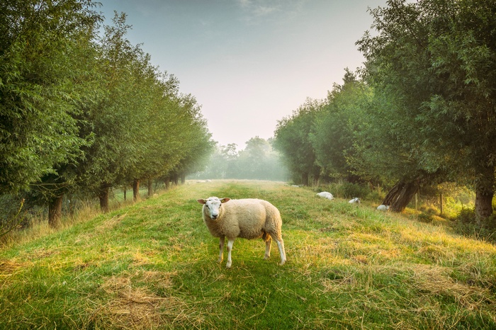 Sheep in a foggy landscape with trees
