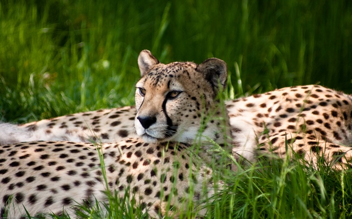 Cheetahs resting in green grass at Cologne Zoo
