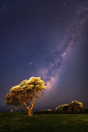 Milky Way over trees in Australia