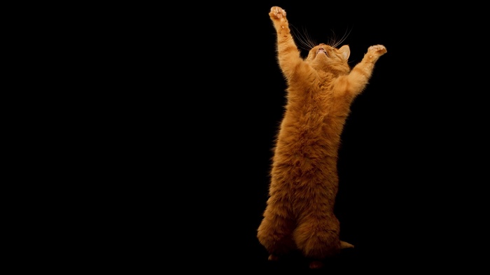 Orange cat standing on hind legs with arms raised