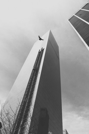 Bird flying near skyscrapers in New York City