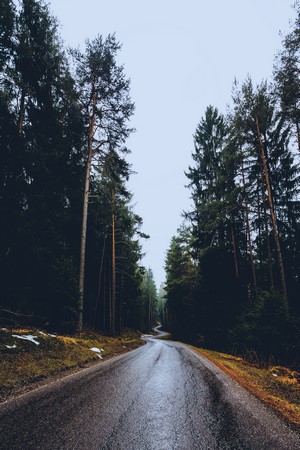 Winding road through a dark pine forest
