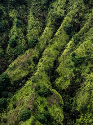 Green, moss-covered hills with trees