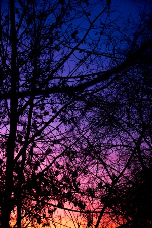 Silhouette of trees against a colorful sunset sky
