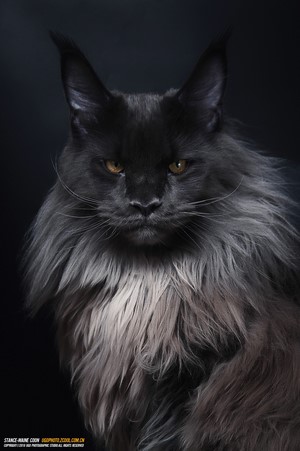 Majestic Black Maine Coon Cat Portrait