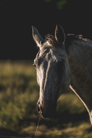 Close-up of a dappled grey horse's head