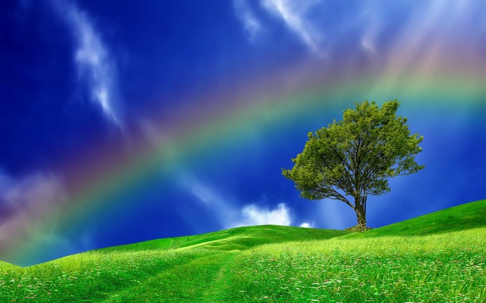 A lone tree on a grassy hill under a rainbow