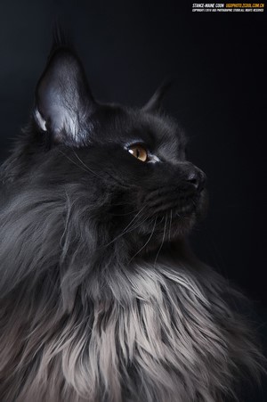 Black Maine Coon cat with golden eyes