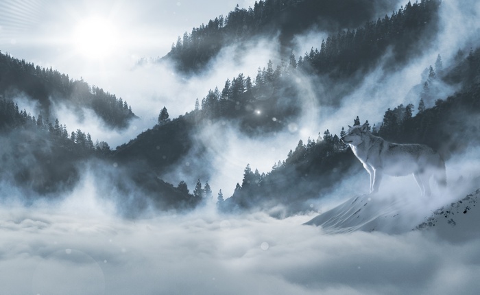 White wolf in misty mountains