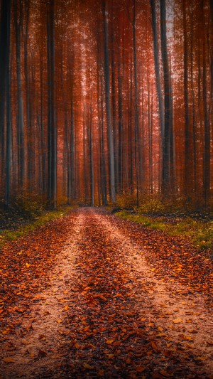 Dirt road through an autumn forest with fallen leaves
