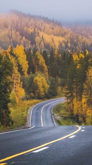 Winding road through a misty autumn forest