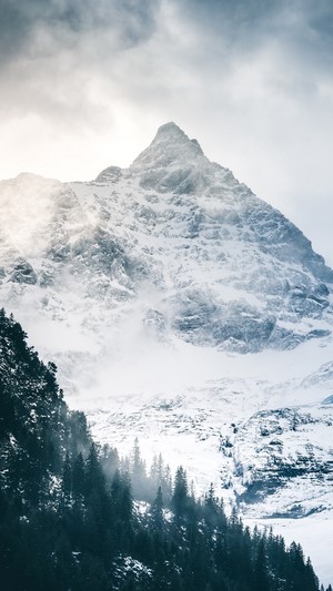 Snowy mountain peak with pine trees in foreground