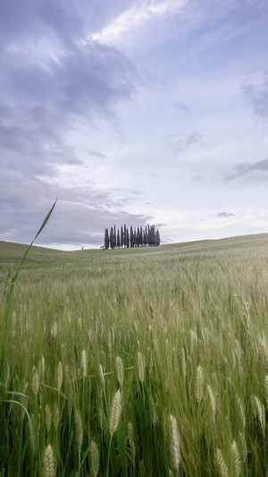 Cypress trees on a hill in a wheat field under clouds