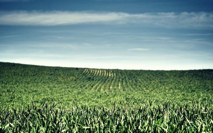 Green field under a blue sky