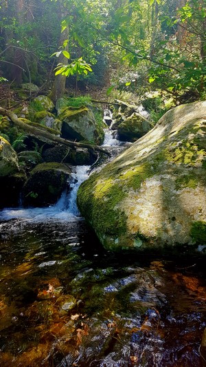 A forest stream flows over mossy rocks