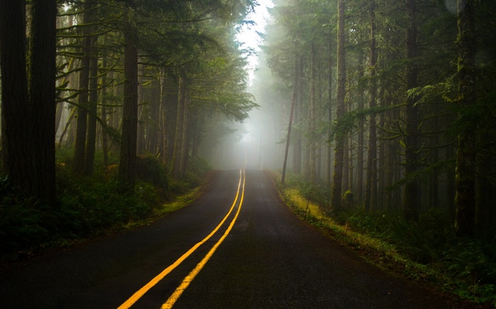 Road through a foggy forest with yellow lines