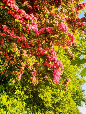 Pink flowers on a tree with green foliage