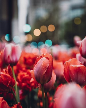 Wet Tulips with Bokeh Lights