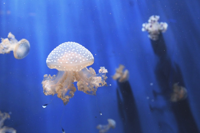 Jellyfishes in Blue Aquarium 4K
