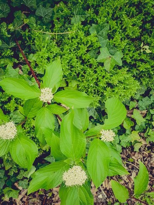 Green leaves and white flowers on a plant