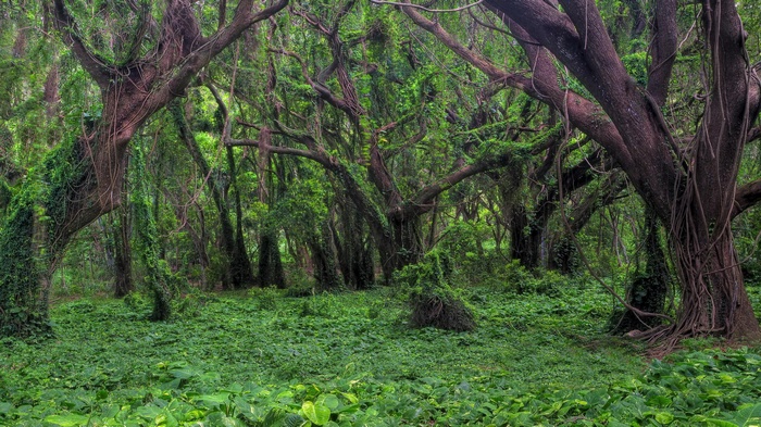 Dense jungle with large trees and vines