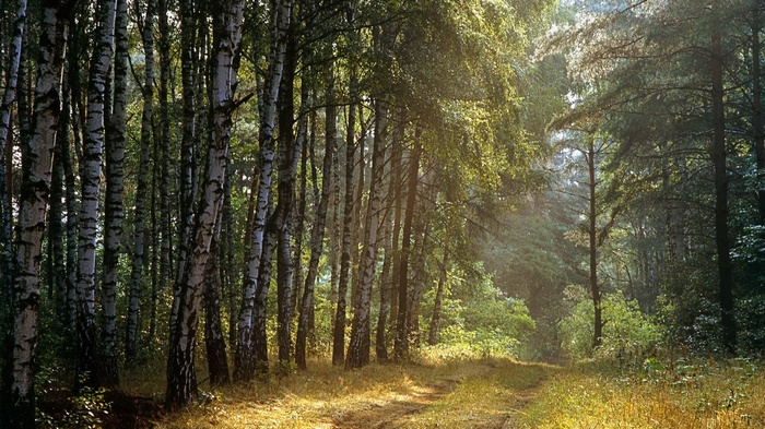 Sunlit forest path with birch and pine trees